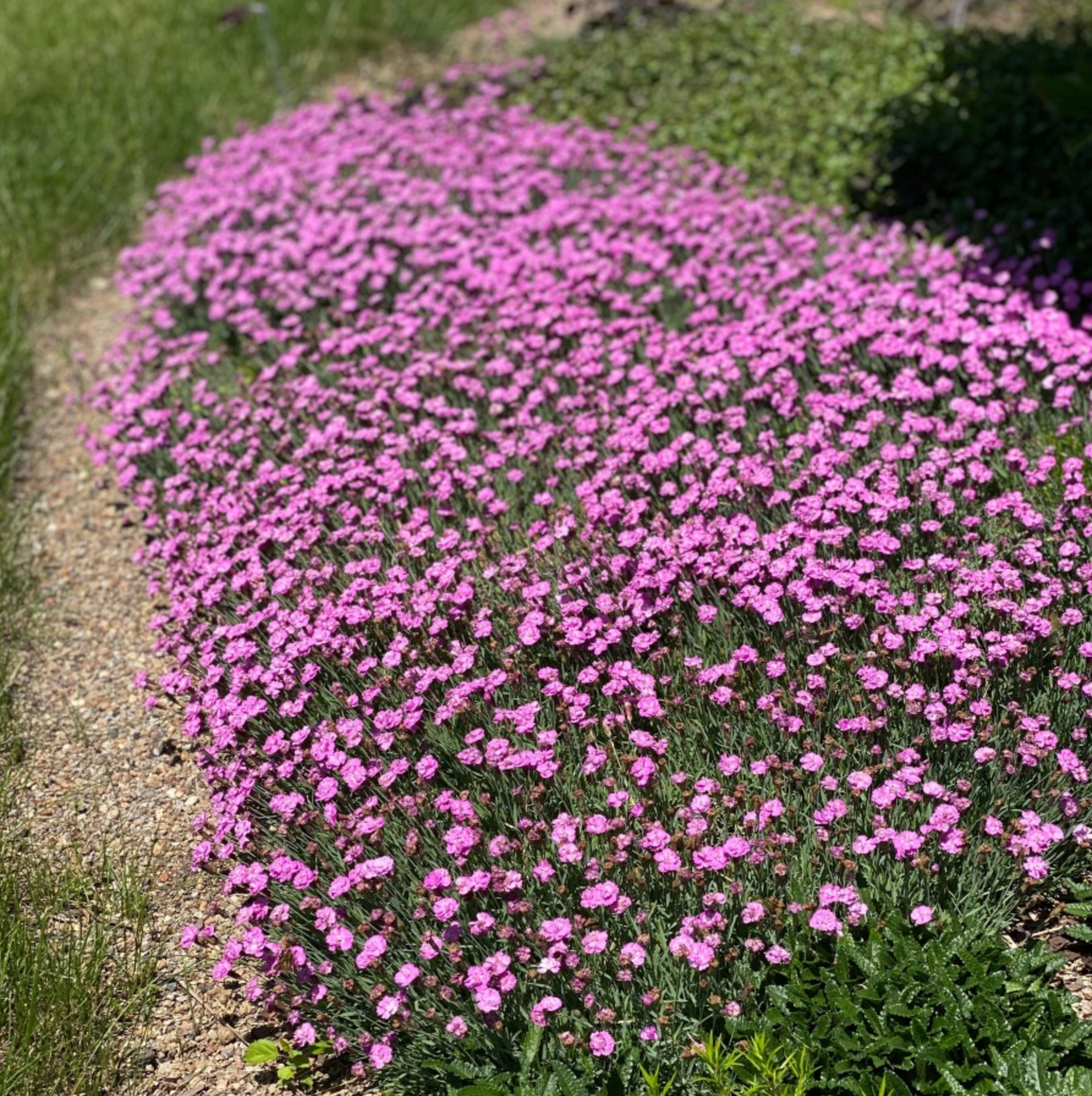 Dianthus gratianopolitanus 'Tiny Rubies'