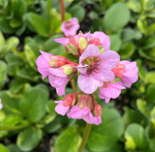 Bergenia cordifolia 'Tubby Andrews'  (Saxifraga)