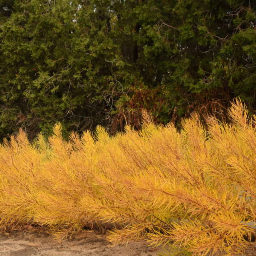 Amsonia x 'String Theory' (Blue Star)