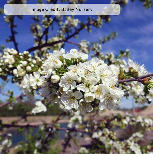Cherry 'Sweet Cherry Pie' - Cherry tree (Prunus)