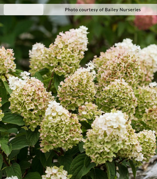 Hydrangea paniculata 'Little Hottie®'