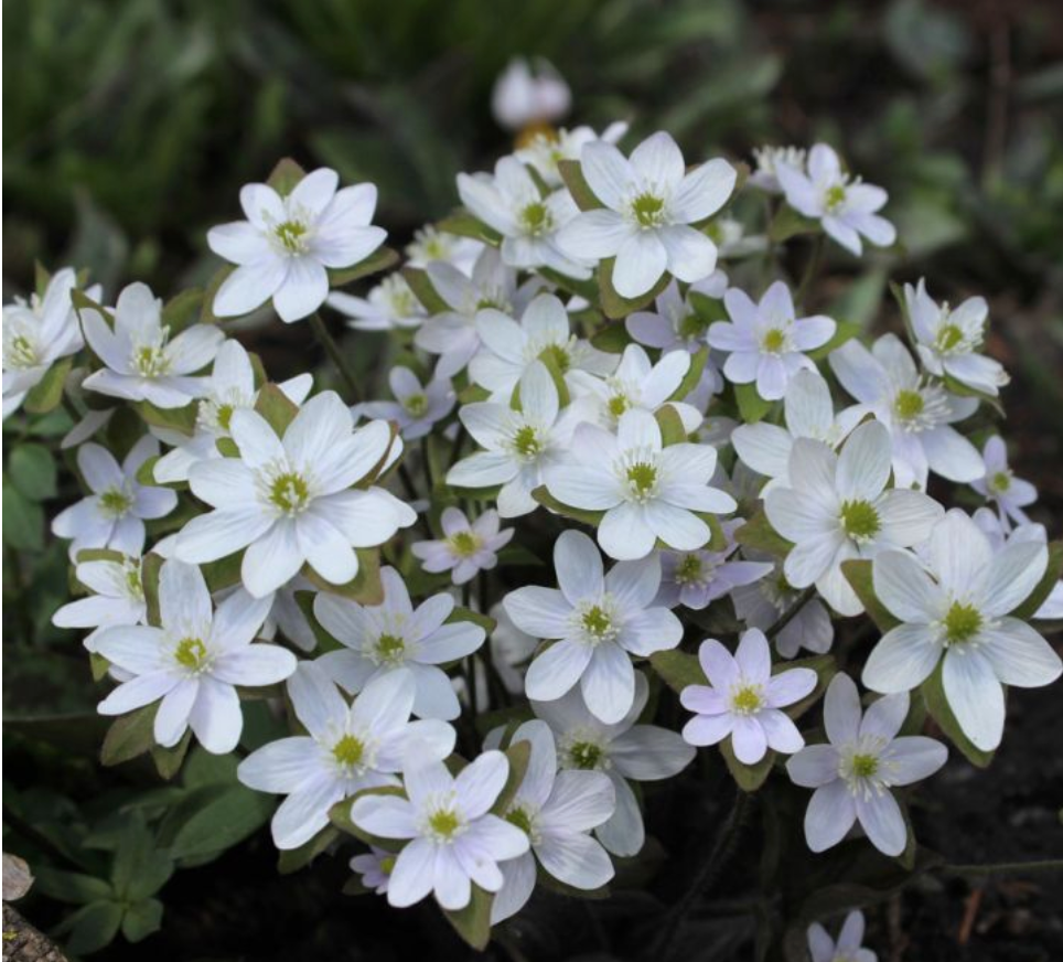 Hepatica acutiloba
