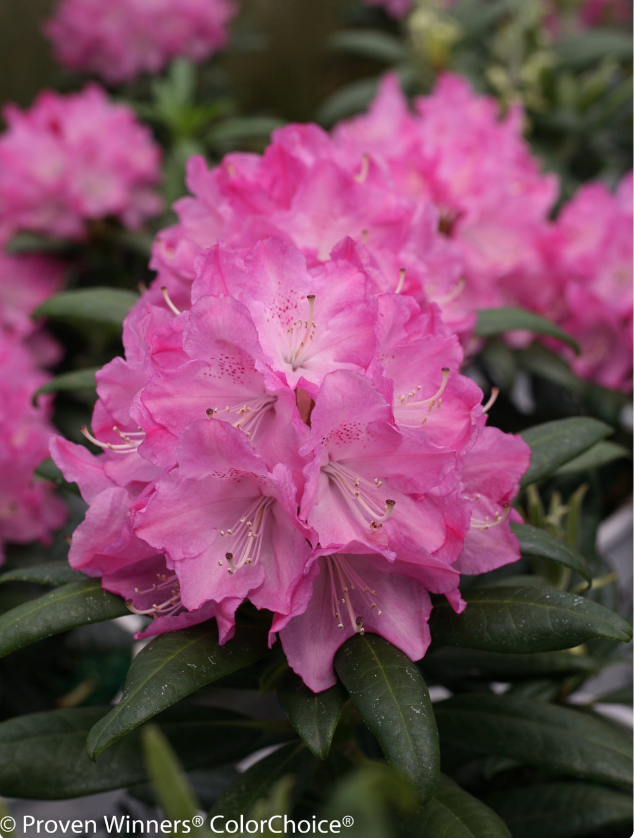 Rhododendron 'Dandy Man® Pink'