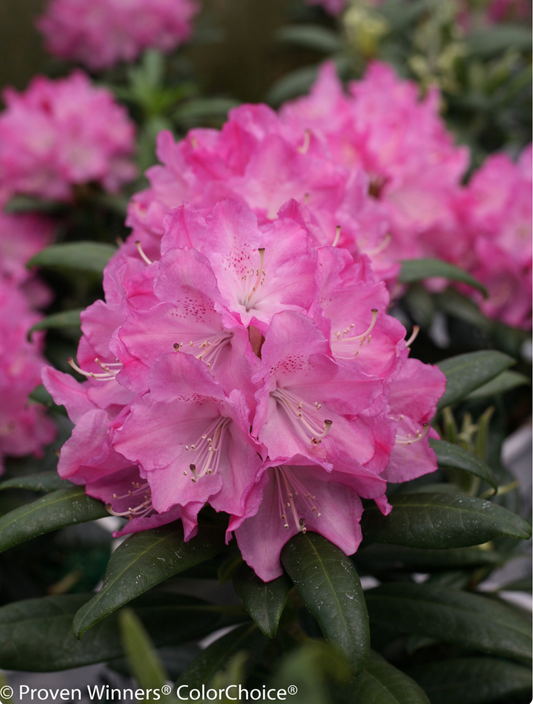 Rhododendron 'Dandy Man® Pink'