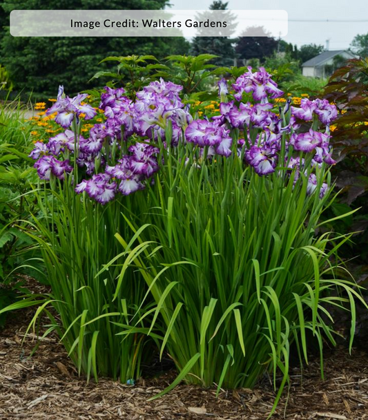 Iris ensata 'Lion King'