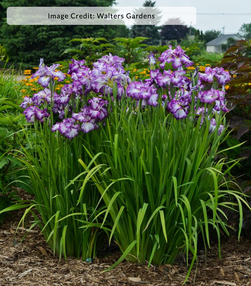 Iris ensata 'Lion King'
