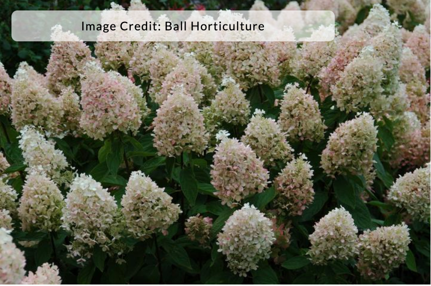 Hydrangea paniculata 'Sweet Summer'