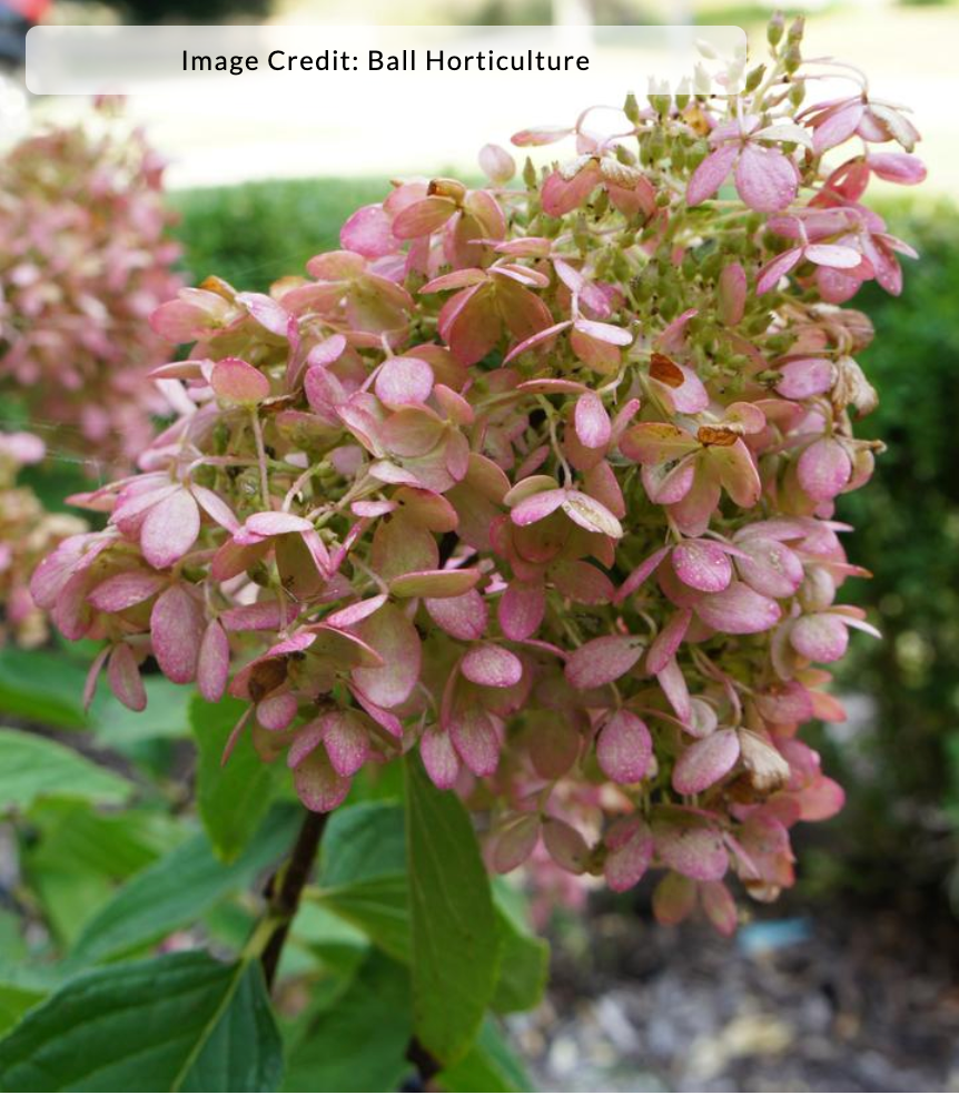 Hydrangea paniculata 'Sweet Summer'