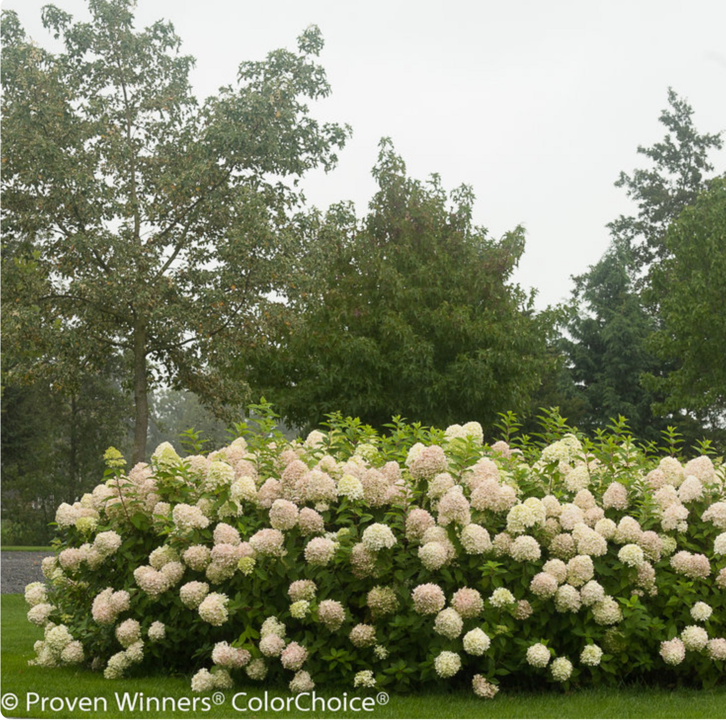 Hydrangea paniculata 'Limelight'