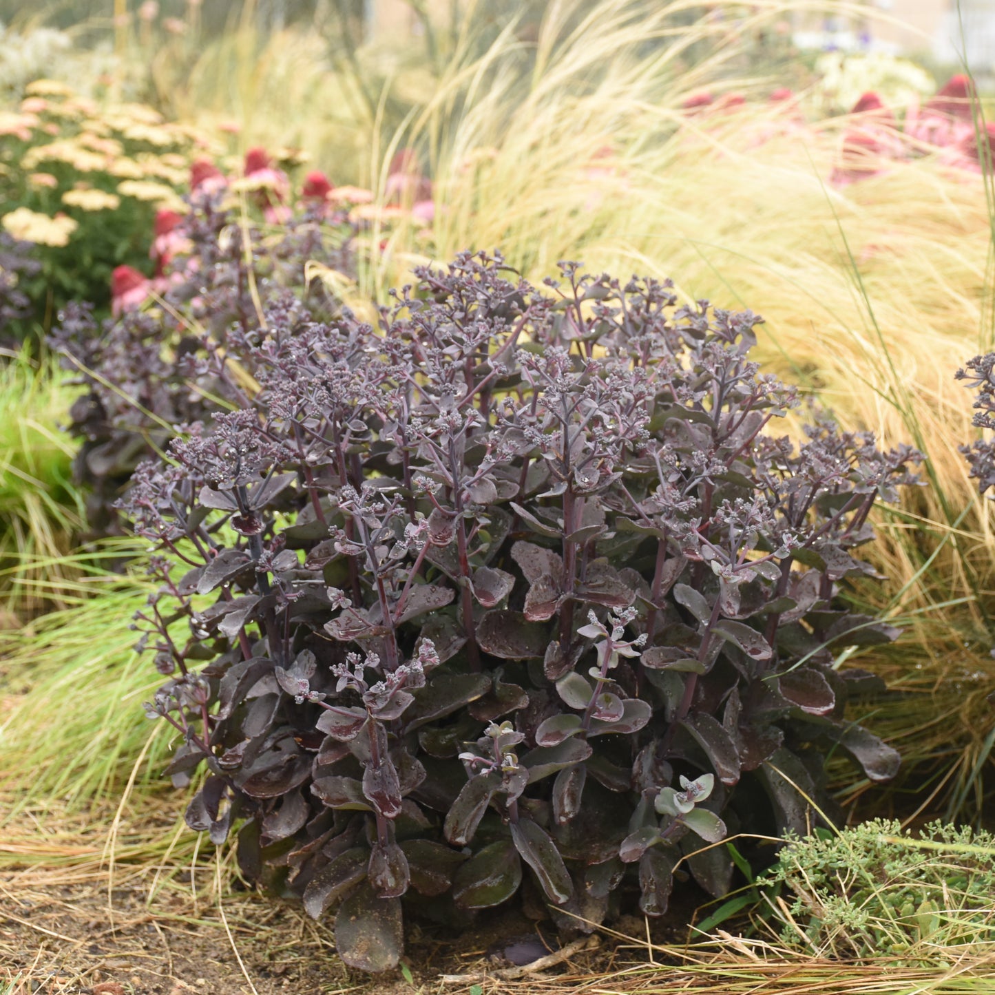 Sedum x  'Back in Black'