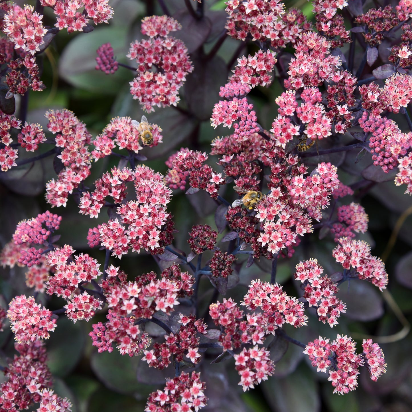 Sedum x  'Back in Black'