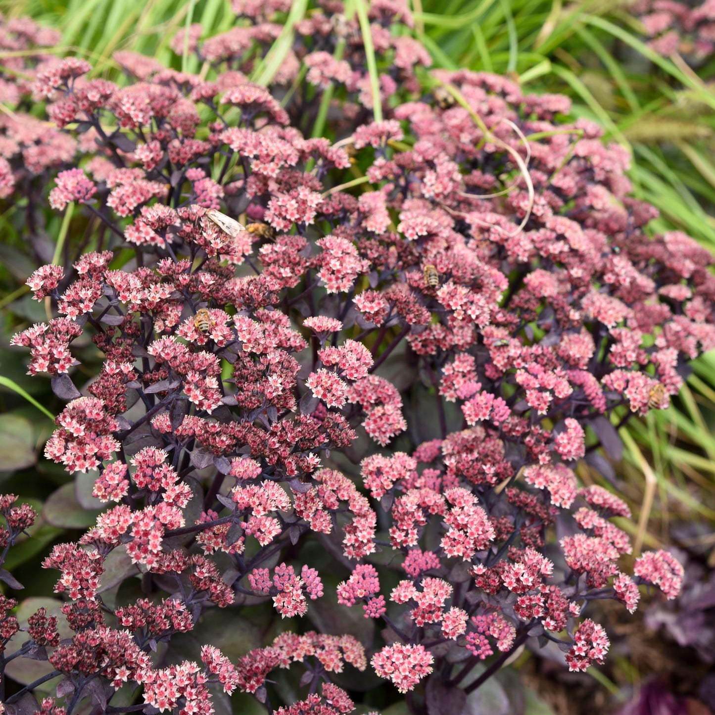 Sedum x  'Back in Black'