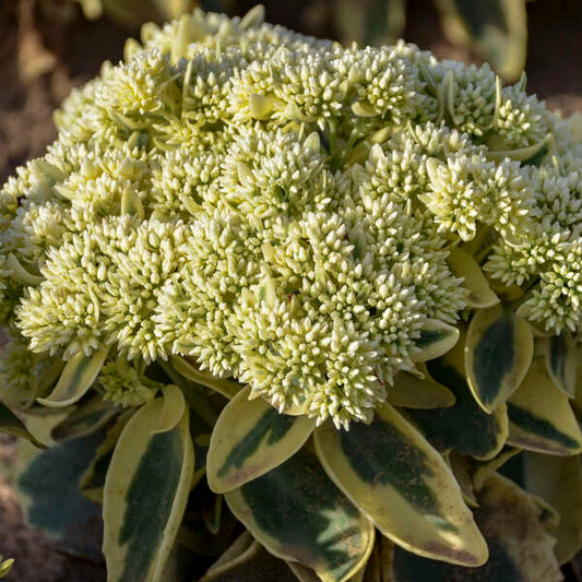 Sedum 'Frosted Fire'