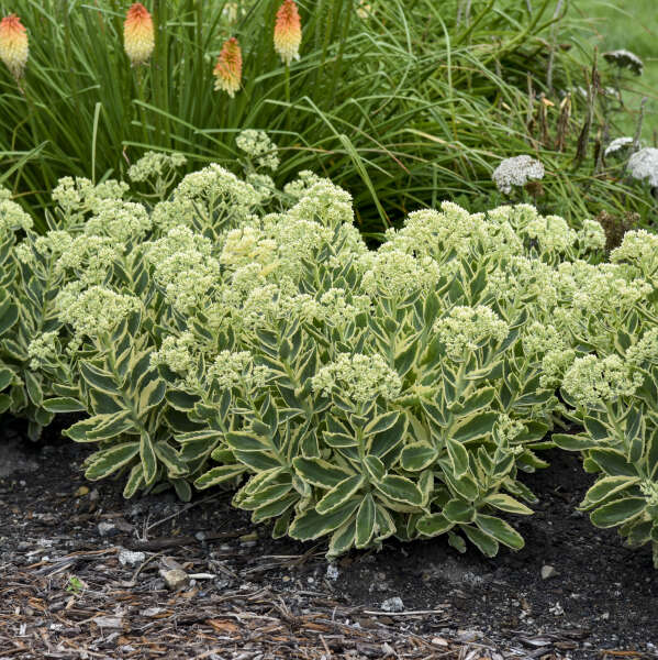 Sedum 'Frosted Fire'