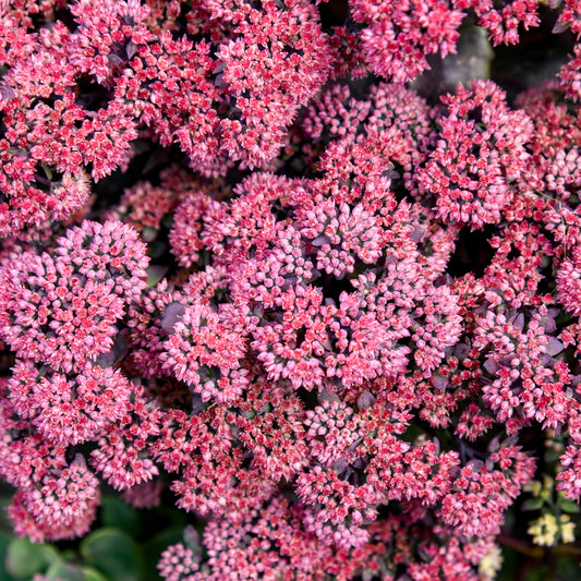 Sedum x 'Midnight Velvet'