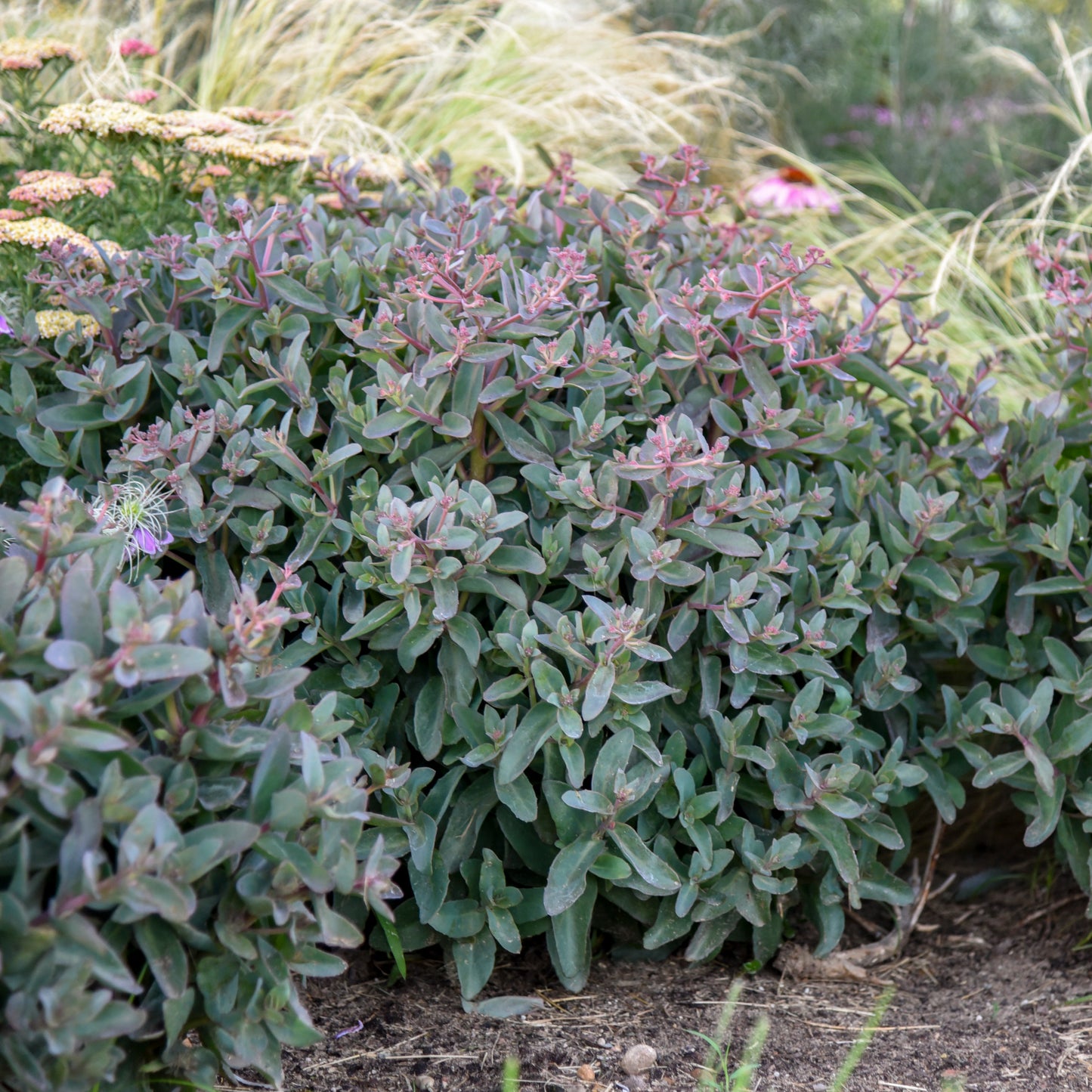 Sedum x  'Tiramisu'