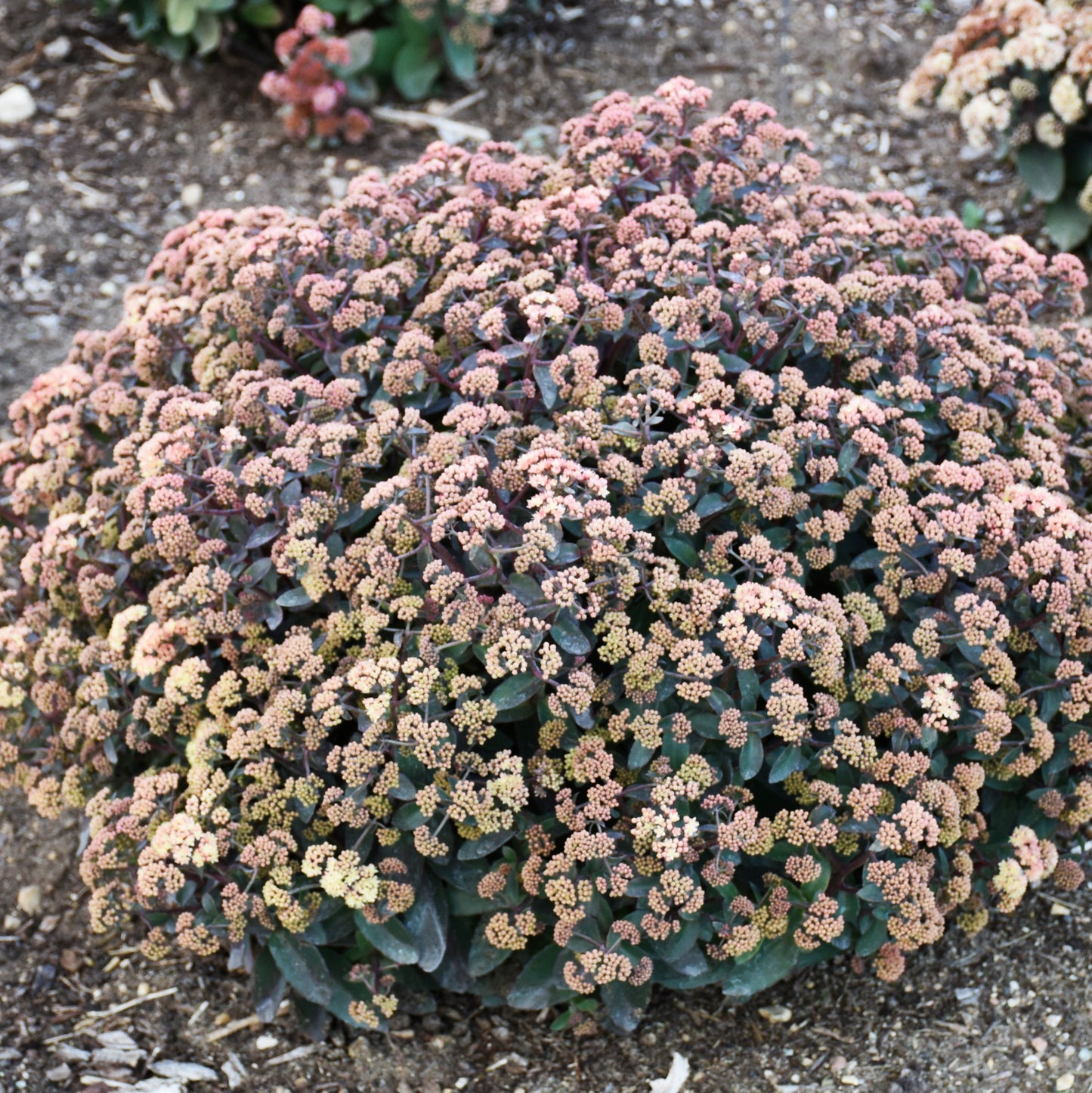 Sedum x  'Tiramisu'