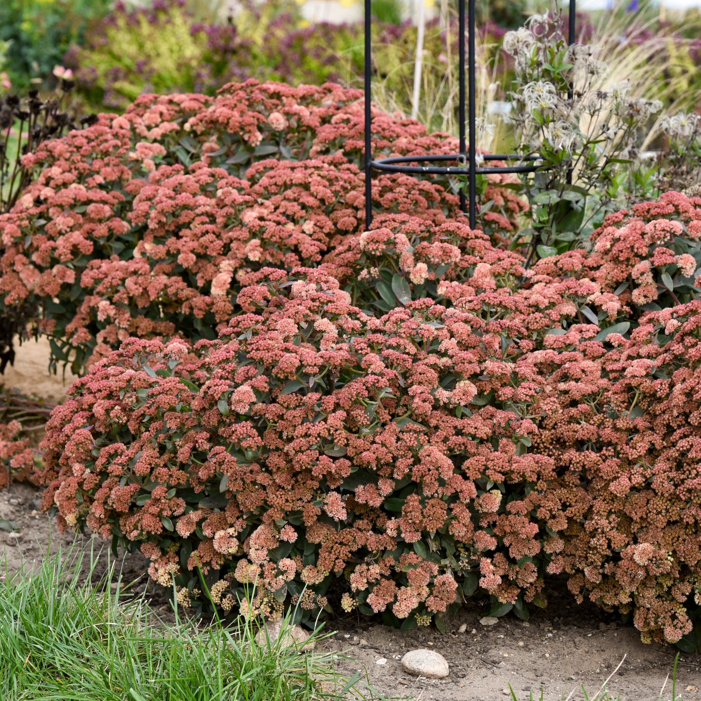 Sedum x  'Tiramisu'