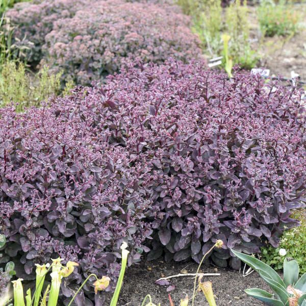 Sedum 'Wineberry Delight' (Stonecrop)
