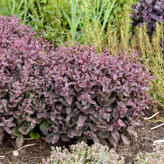Sedum 'Wineberry Delight' (Stonecrop)