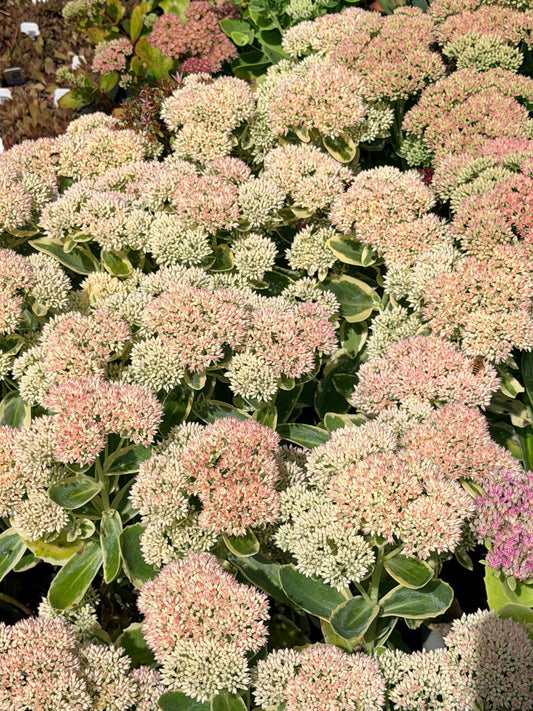 Close-up of a variegated succulent plant with dense round clusters of pale pink to cream flowers and green leaves with yellow edging.