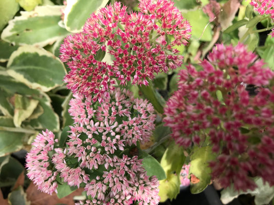 Close-up image of pink and green variegated sedum leaves with potential for pollen or seed development.