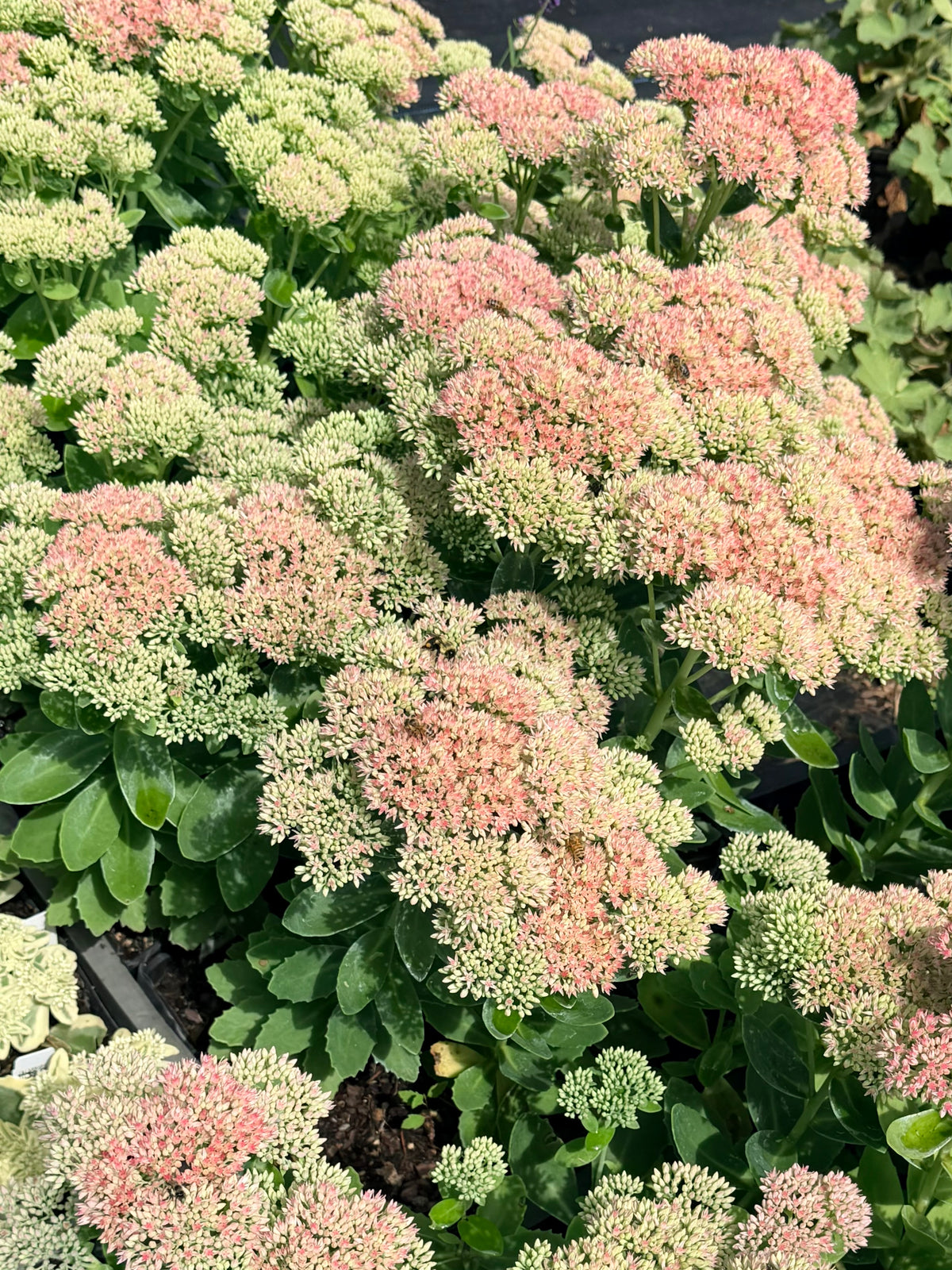 Close-up of a flowering succulent plant with clusters of pale pink and cream blossoms surrounded by green leaves.