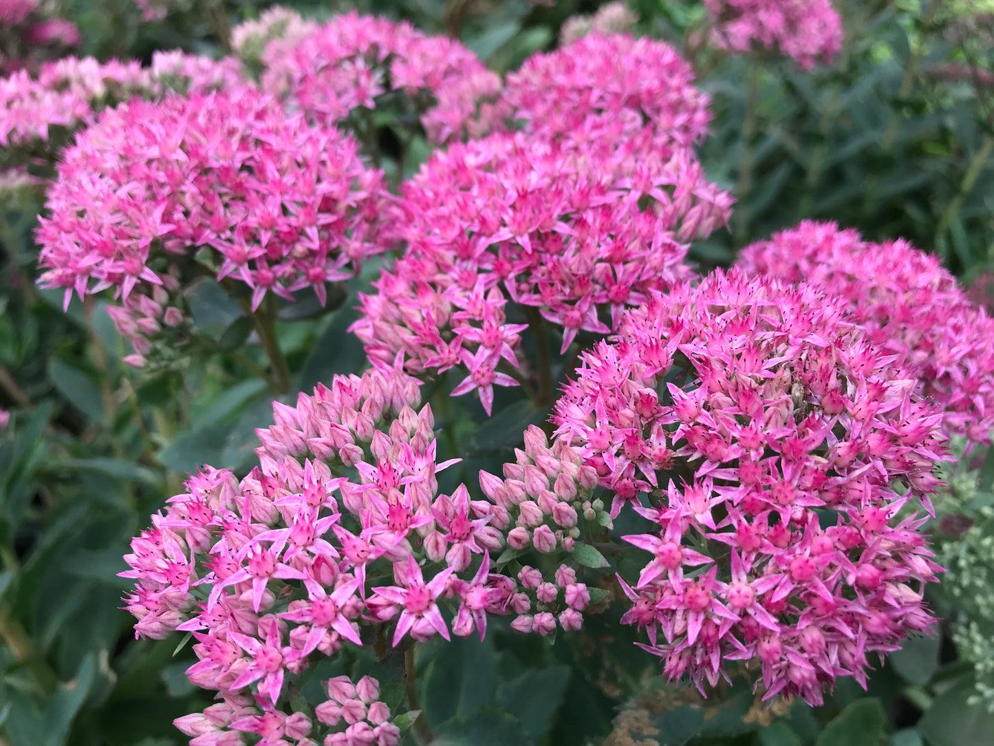 Cluster of Sedum x 'Carl' plants with thick greenish-gray foliage and magenta-pink star-shaped flowers.