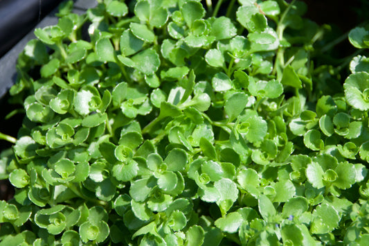 A close-up of green, scalloped leaves of Sedum x 'John Creech' with clusters of pink-purple flowers in the background.