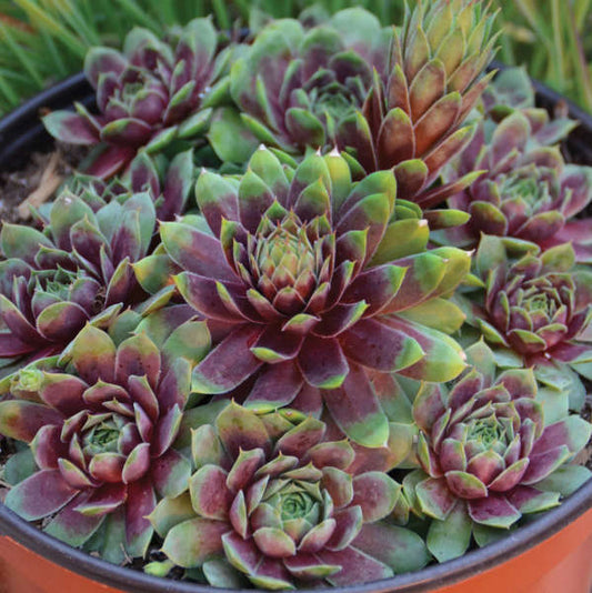 Sempervivum 'Ruby Heart'
