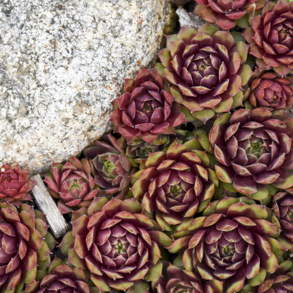 Sempervivum 'Ruby Heart'