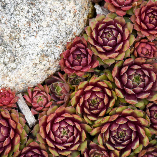 Sempervivum 'Ruby Heart'