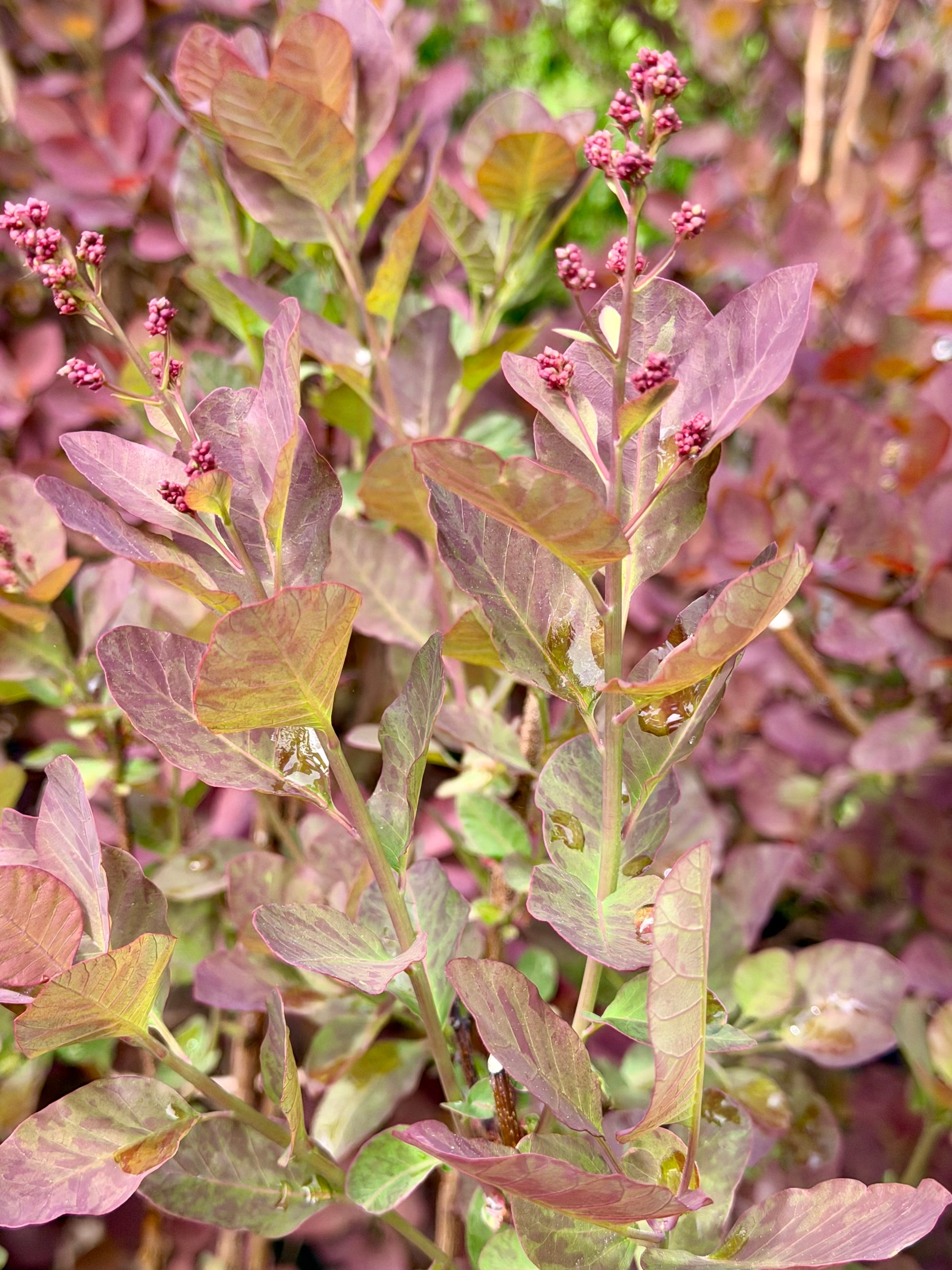 Close-up of purple-leaved plant with small pink flowers