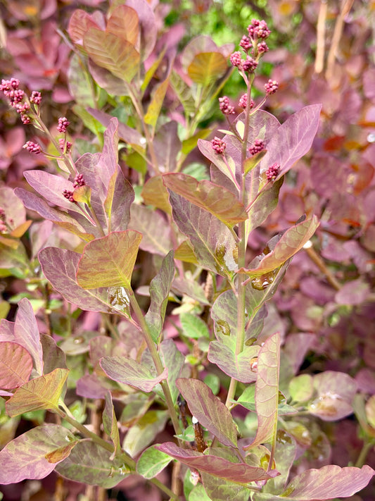 Close-up of purple-leaved plant with small pink flowers