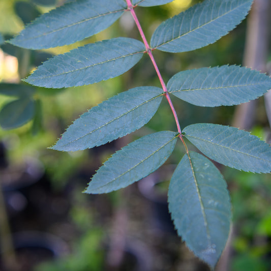 Sorbus decora (Showy Mountain Ash)