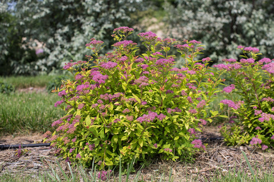 Spiraea japonica First Editions® 'Little Spark'®