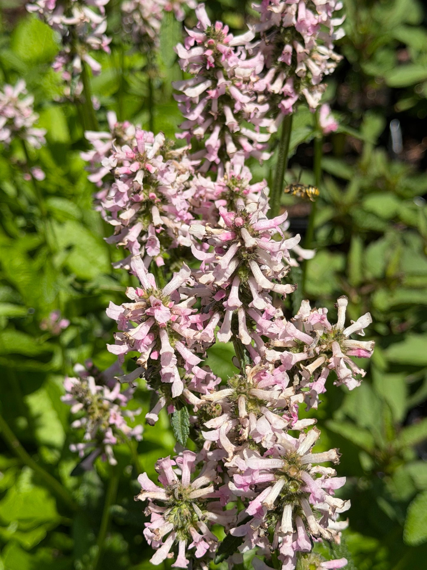 Close-up of Stachys monieri 'Rosea' with clusters of pale pink and white tubular blossoms on green stems, set against a blurred green leafy background.