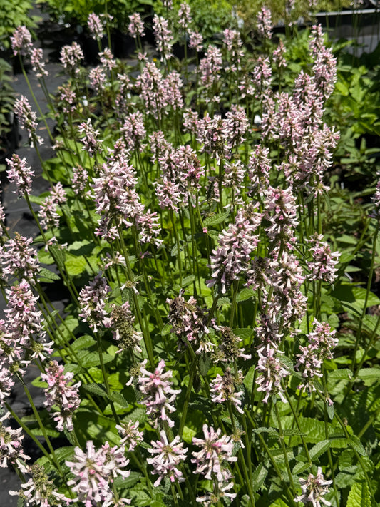 A dense patch of flowering plants with tall spikes of small pale pink blossoms and green leaves in a garden setting.