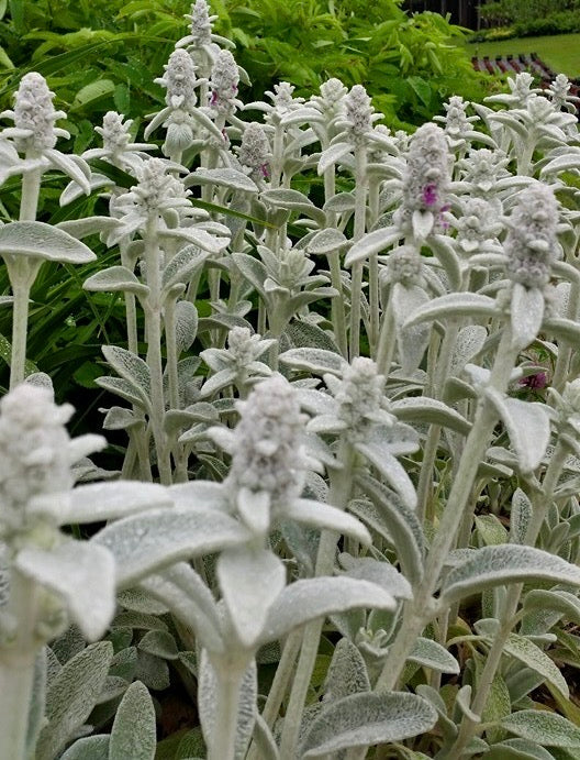Stachys byzantinav (Lamb’s ears )