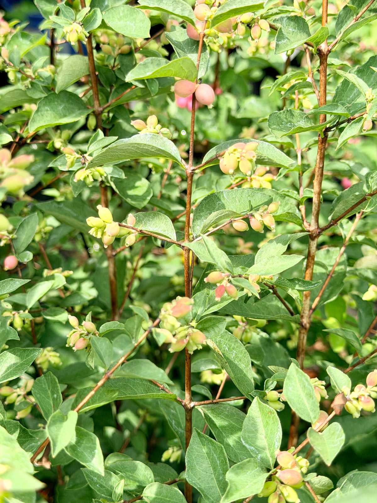 A close-up view of a leafy green plant with small pale pink to yellow flower buds clustered along reddish-brown stems.