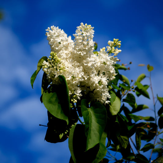 Syringa vulgaris 'Bridal Memories' - Lilac (Creamy White)