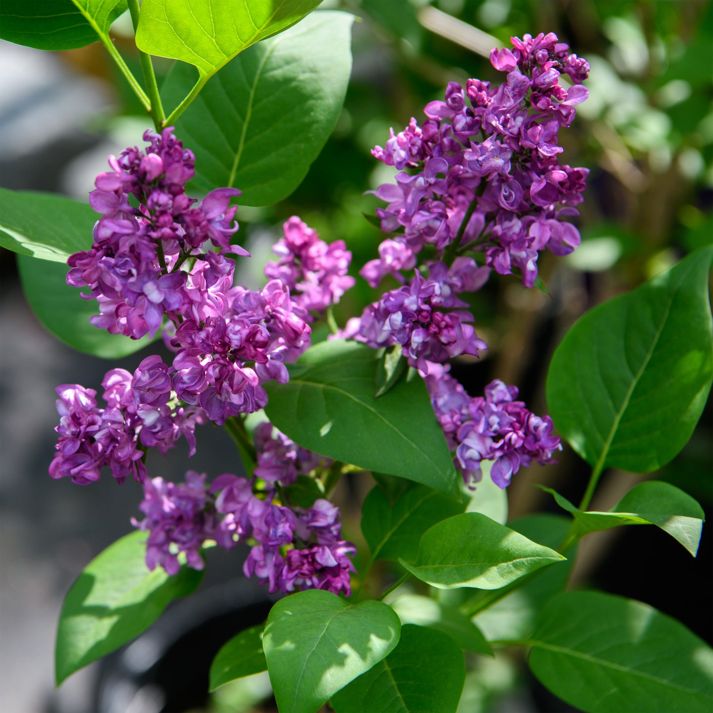 Syringa vulgaris 'Charles Joly' - Lilac