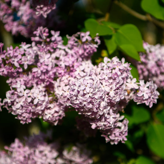Syringa hyacinthiflora 'Maiden's Blush'  - Lilac (Light Pink)