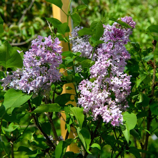 Syringa vulgaris 'Tiny Dancer'  - Lilac