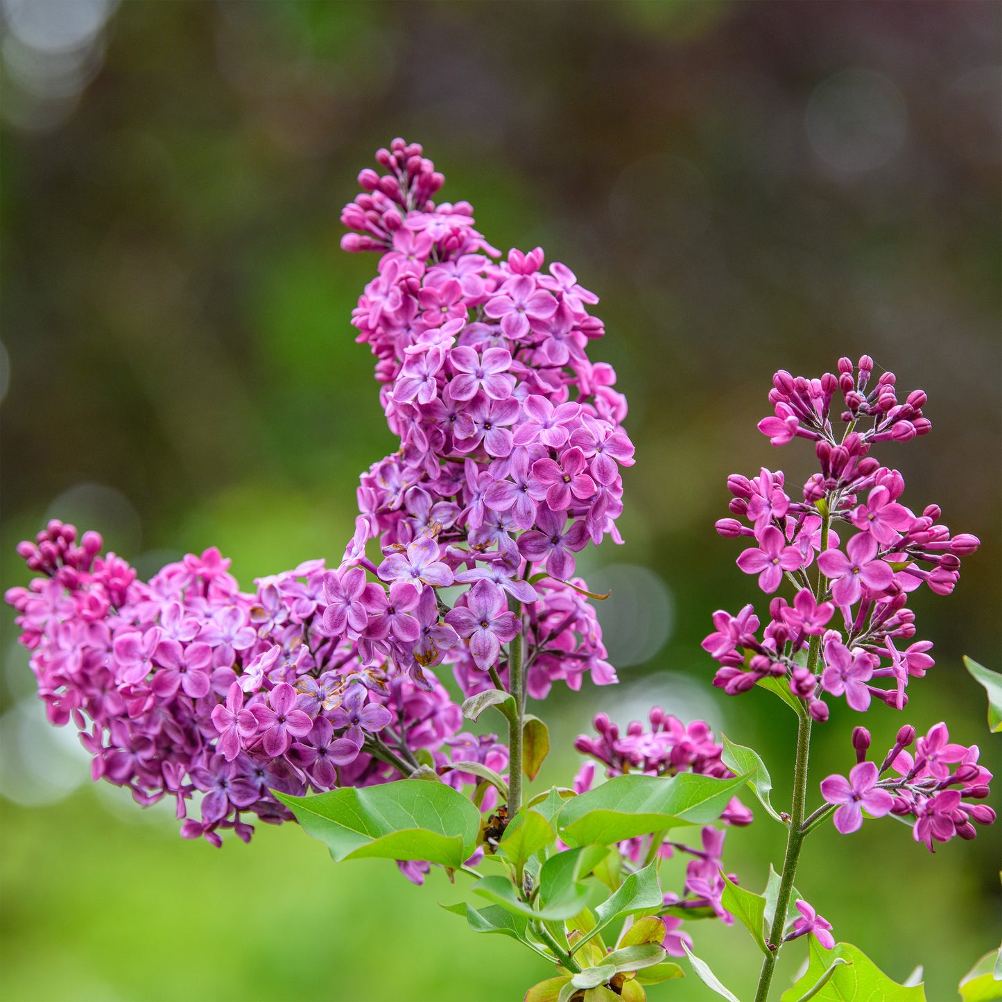 Syringa hyacinthiflora 'Declaration' - Lilac