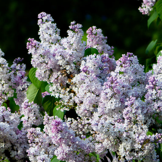 Syringa vulgaris 'Lois Amee Utley' - Lilac, pink
