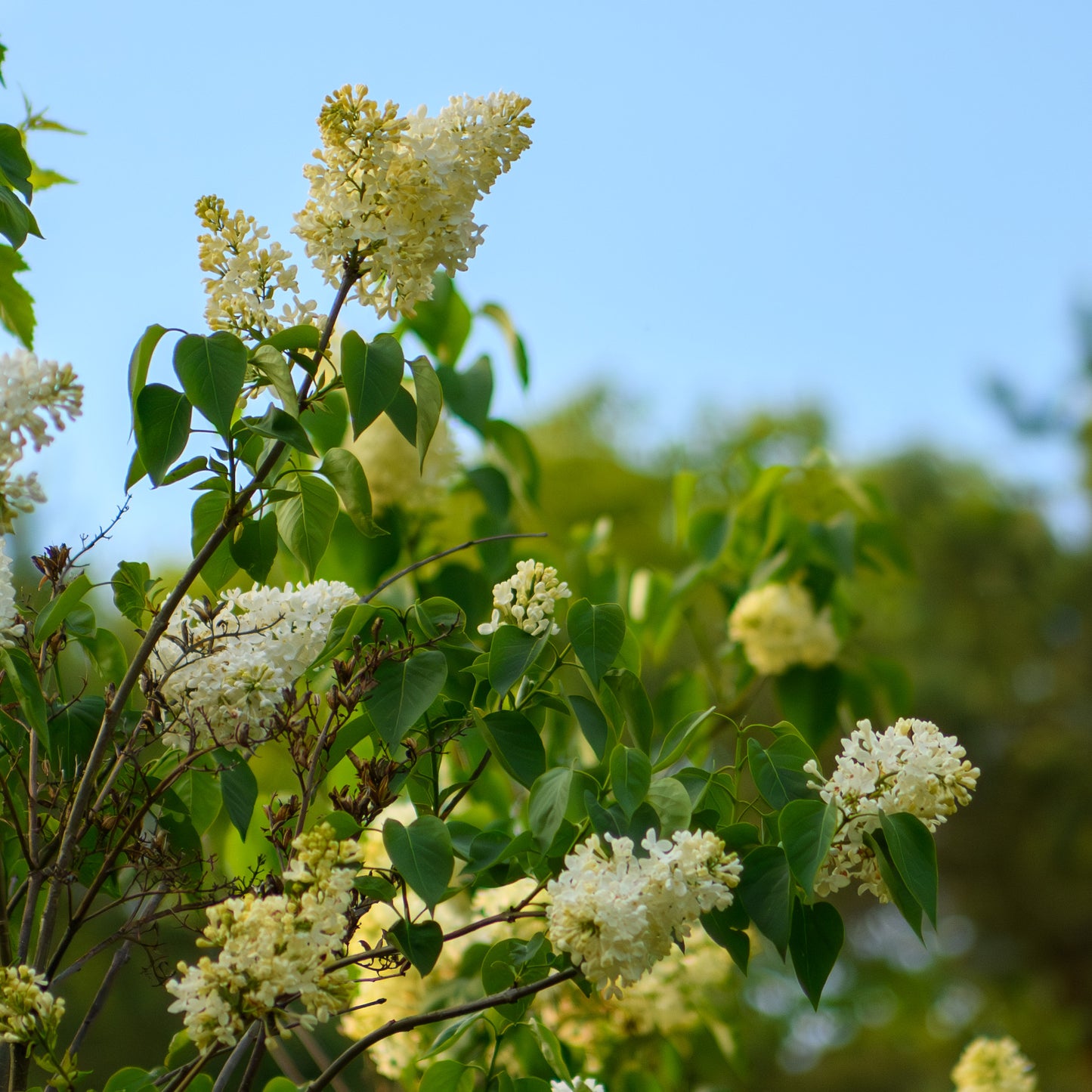 Syringa vulgaris 'Primrose'  - Lilac