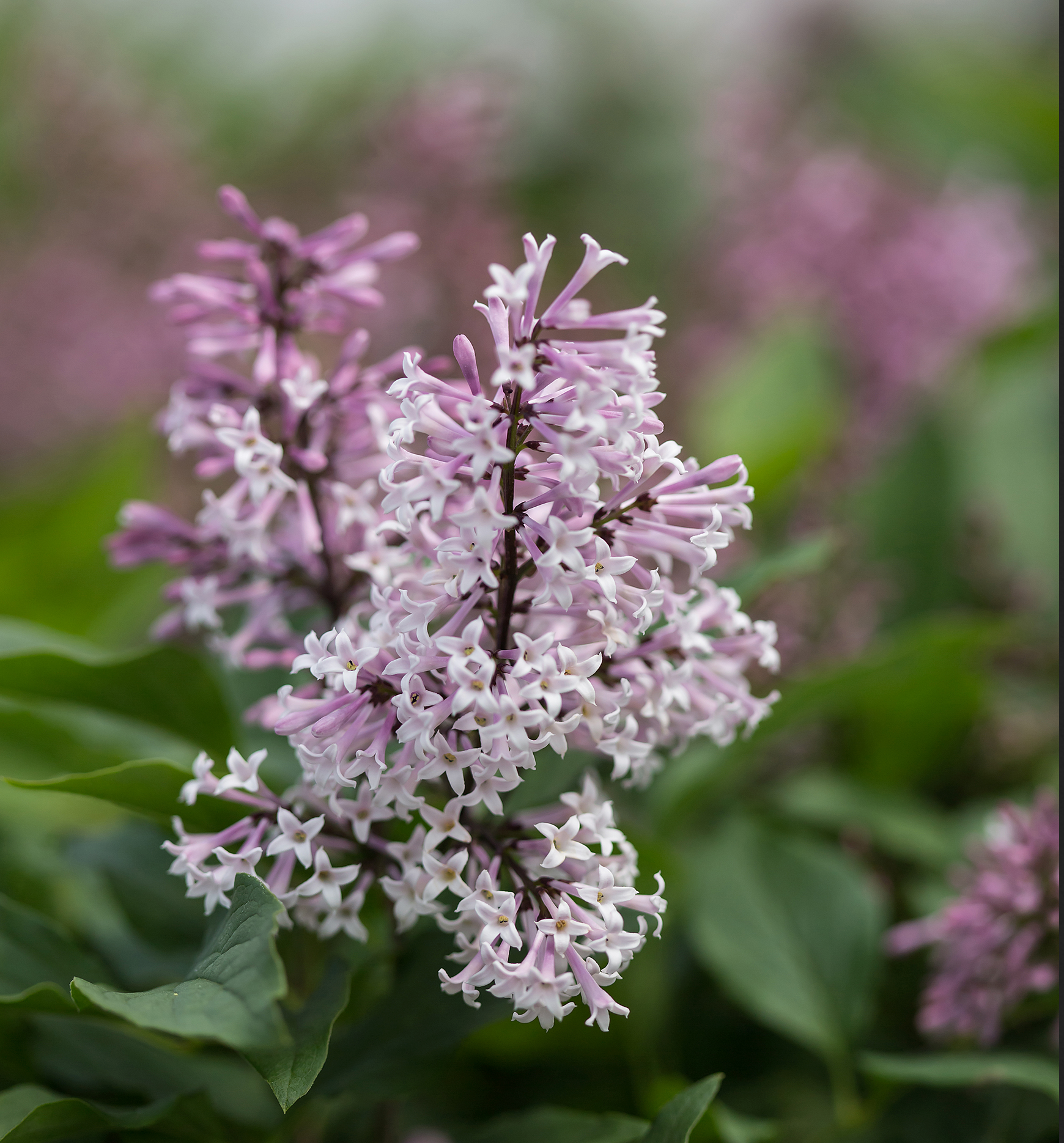 A photo of a lilac bush with fragrant flowers and green-turned red-purple leaves in the fall.