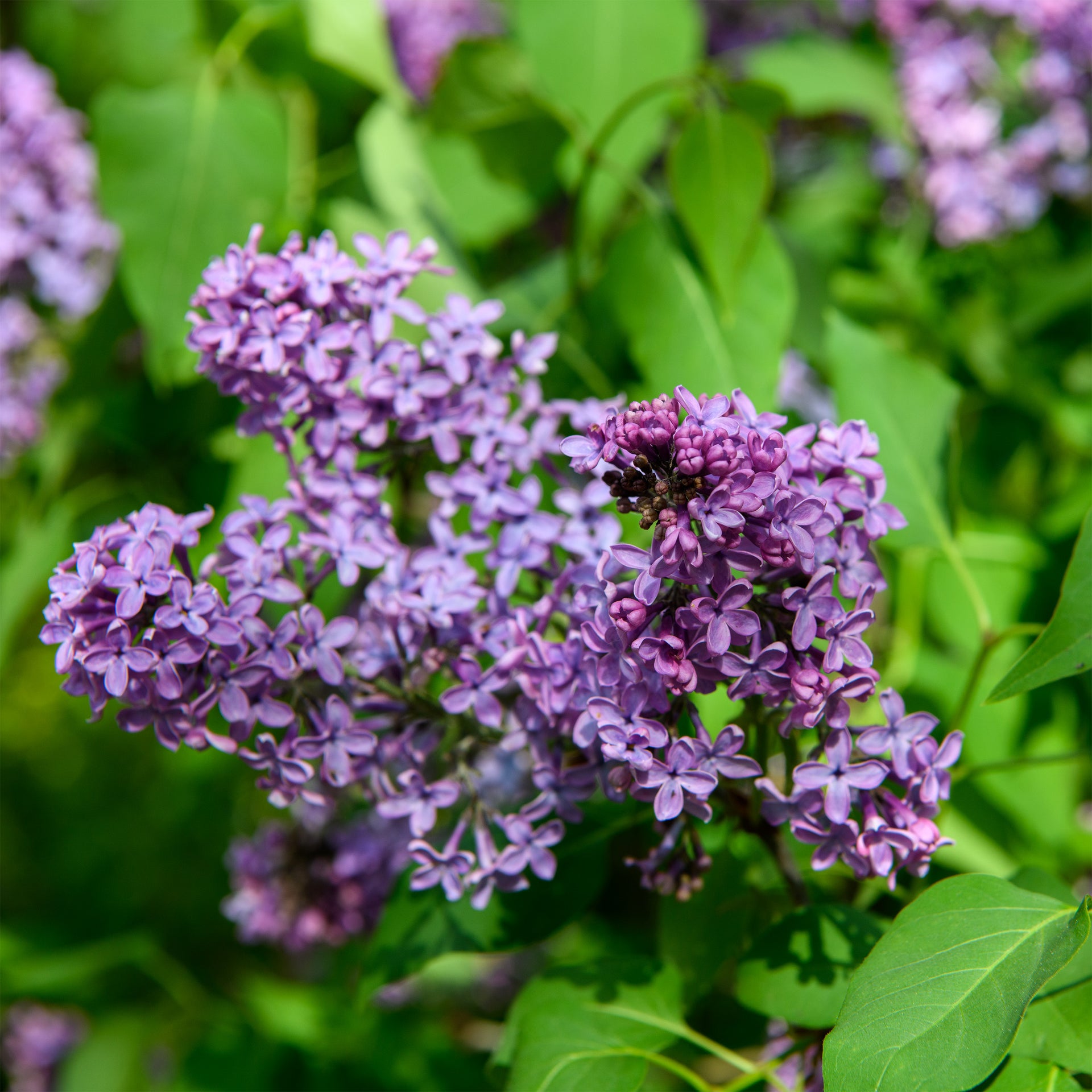 lavender lady lilac plant Syringa vulgaris (Common Lilac) – Fieldstone Gardens Inc