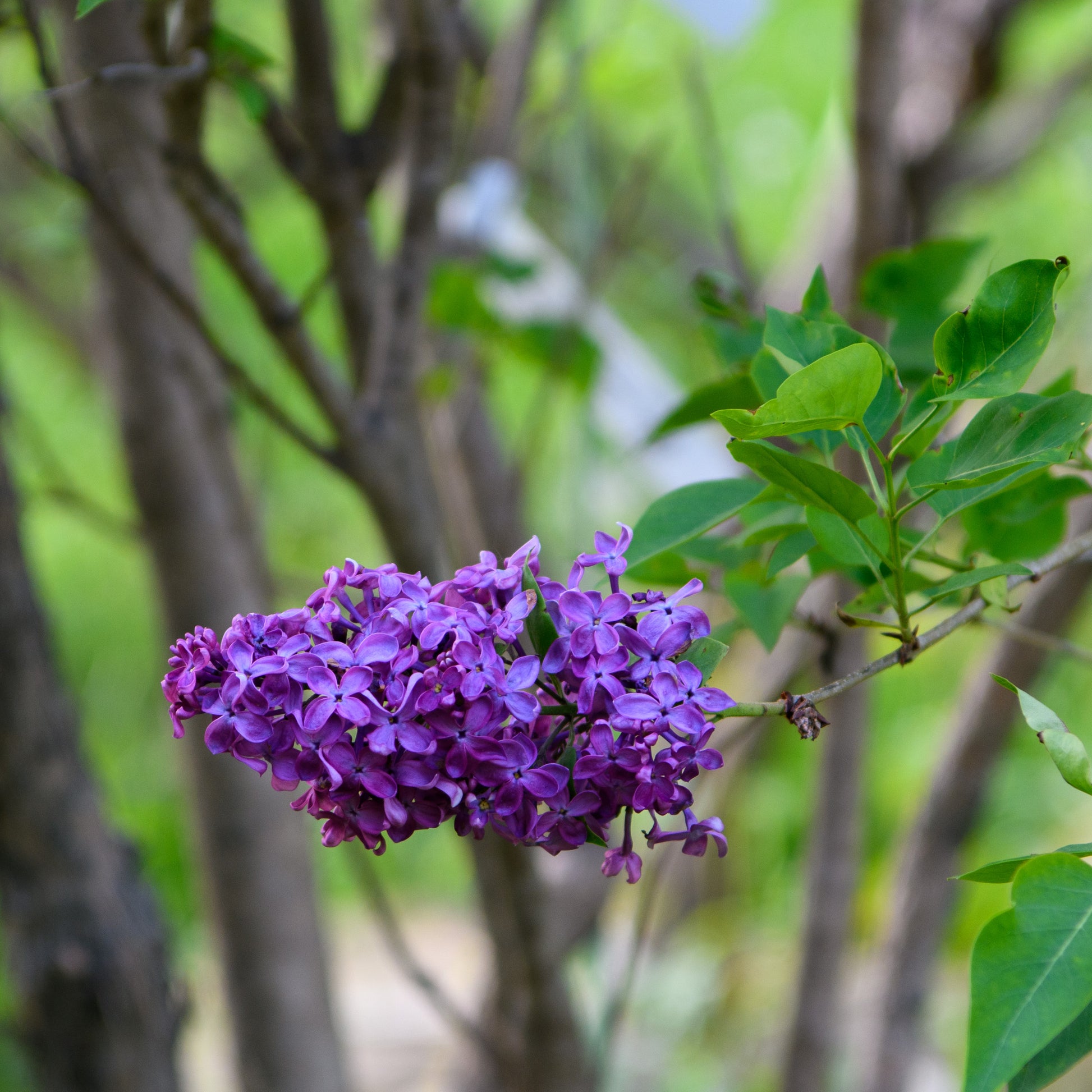 lavender lilac tree Syringa vulgaris 'Monge'